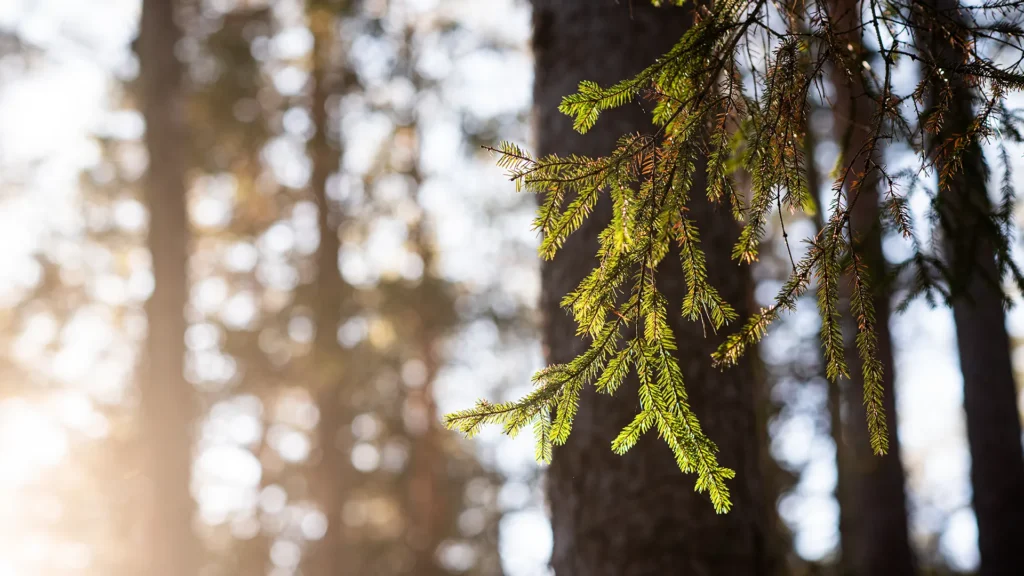 En skog. En gren från engran hänger in i bilden. Solen lyser genom trädtopparna.